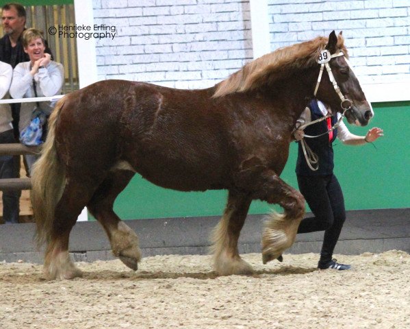 broodmare Wolke (Schleswig Heavy Draft, 2004, from Zeppelin)