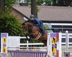 jumper Little Gidget (KWPN (Royal Dutch Sporthorse), 2016, from Grand Slam VDL)