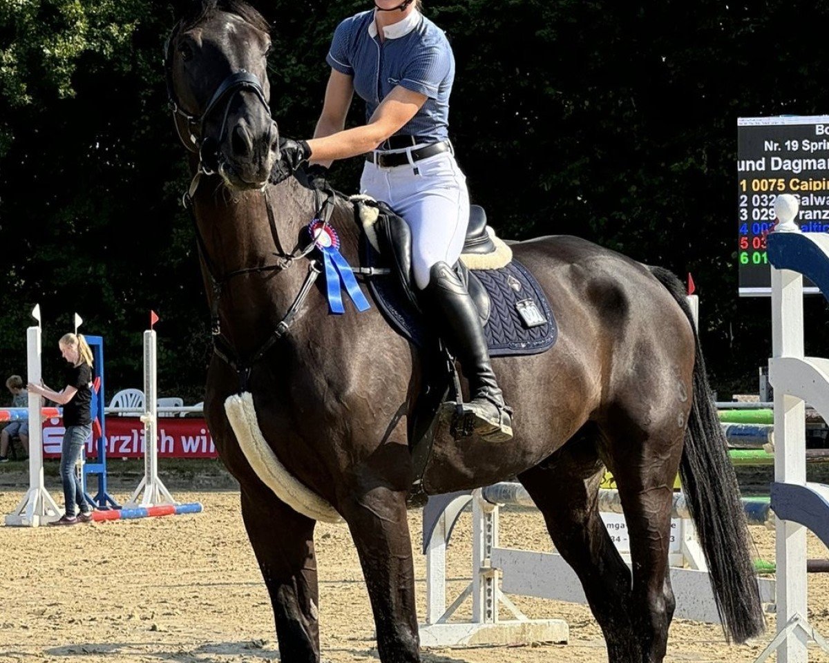jumper Baltic Volt B (Oldenburg show jumper, 2016, from Balou du Rouet)