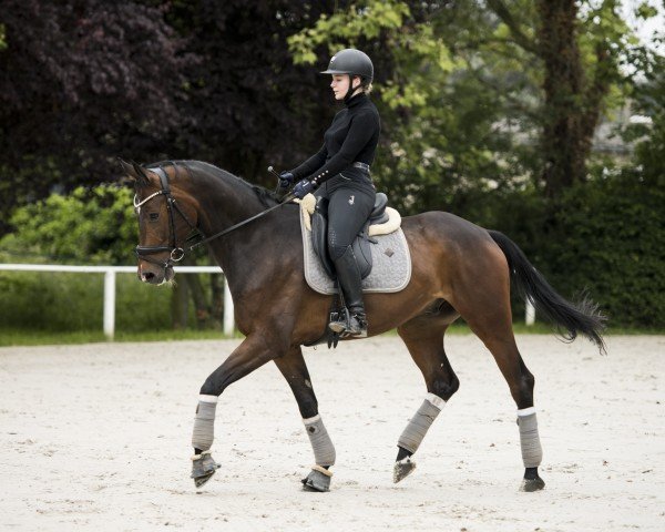 dressage horse Danciero M (Hanoverian, 2019, from Dancier Gold FRH)