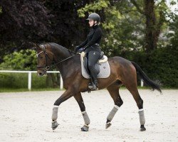 dressage horse Danciero M (Hanoverian, 2019, from Dancier Gold FRH)