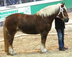 broodmare Elies (Schleswig Heavy Draft, 2010, from Waechter)