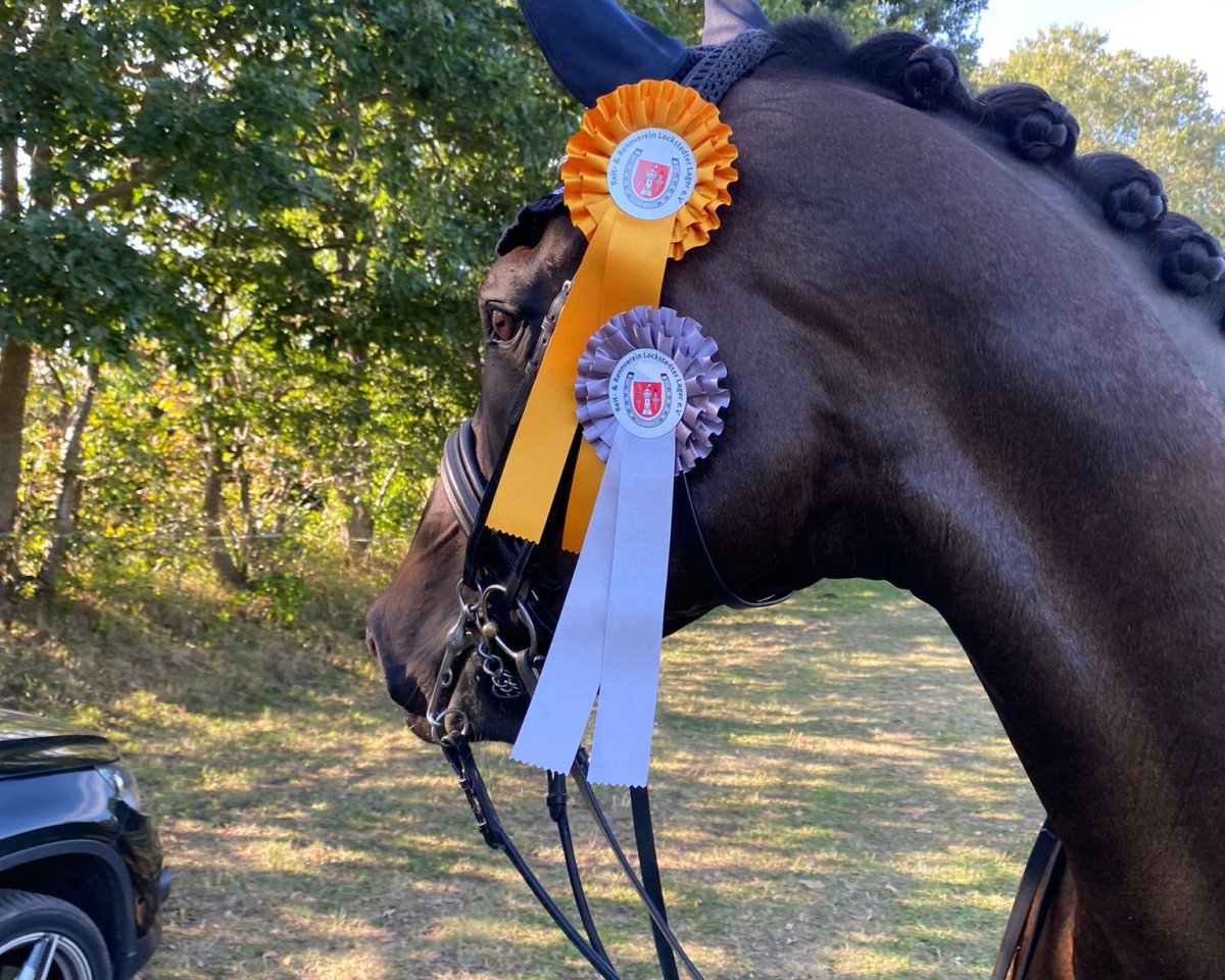 dressage horse Fitzroy (Rhinelander, 2013, from First Selection)