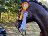 dressage horse Fitzroy (Rhinelander, 2013, from First Selection)