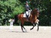 dressage horse Fürst Fiorio (Hanoverian, 2018, from Finnigan)