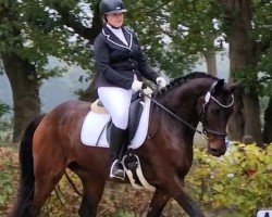 dressage horse Finest Look 2 (Hanoverian, 2018, from Fürsten-Look)