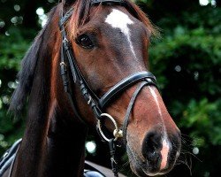 dressage horse Marino 123 (Hanoverian, 2004, from Metternich)