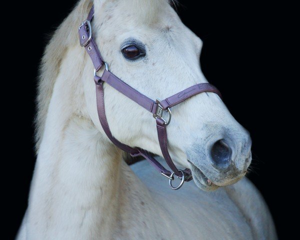 Pferd Babe 39 (Deutsches Reitpony, 2005, von Brillant)