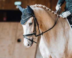 dressage horse Zazou III (Westphalian, 2018)