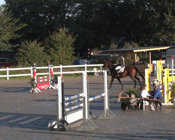 Reitturnier Springturnier Mildstedt 2024