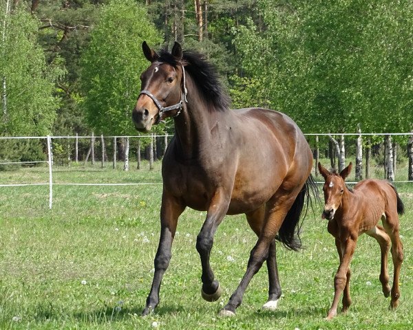 broodmare Espania (Trakehner, 2016, from Imhotep)