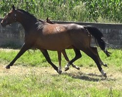 Zuchtstute Ability VAW Z (Zangersheide Reitpferd, 2006, von Argentinus)