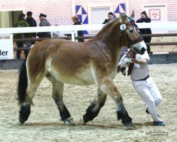 broodmare Betty (Rhenish-German Cold-Blood, 2013, from Achat 2660)