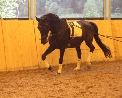 dressage horse Falco di Nero D (German Warmblood, 1993, from Flambeau)