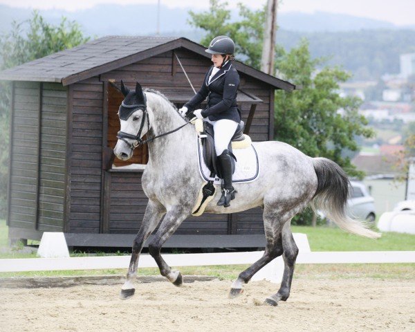 dressage horse New York M (Polish Warmblood, 2013, from Calderon)