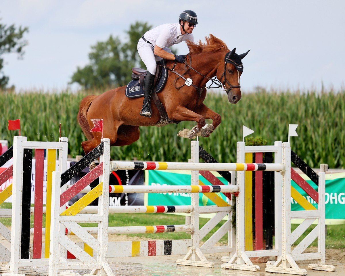 jumper Alisa WS (Westphalian, 2014, from Assalitore)