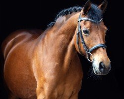 broodmare Nina 462 (German Riding Pony, 2005, from Namajan)