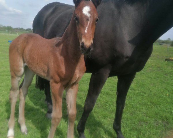 foal by Stute von Erdinger / Dressage Royal (Oldenburg, 2024, from Erdinger)