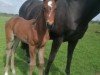 Fohlen von Stute von Erdinger / Dressage Royal (Oldenburger, 2024, von Erdinger)