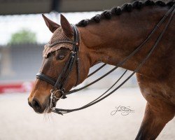 dressage horse Bella Lotta (Oldenburg, 2010, from Belissimo NRW)