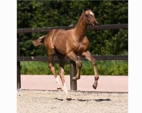 foal by Undenied B (Hanoverian, 2024, from Dorian Grey BR Z)