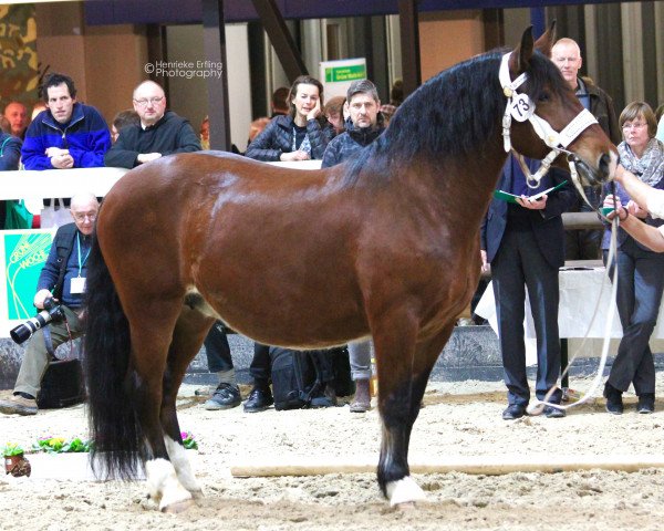 broodmare Joni (South German draft horse, 2006, from Renzo)