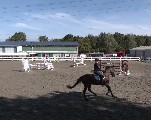Reitturnier Springturnier Mildstedt 2024