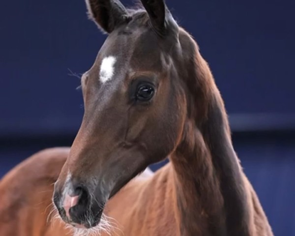 foal by Emeroy (Hanoverian, 2024, from Escaneno)