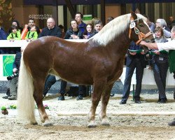 broodmare Nobell (South German draft horse, 2007, from Veltin)