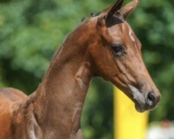 foal by Emandine (Hanoverian, 2024, from Escaneno)