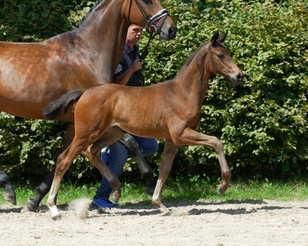 foal by Escarline (Hanoverian, 2024, from Escaneno)