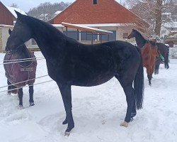 broodmare Liva 2 (Oldenburg, 2014, from De Niro)