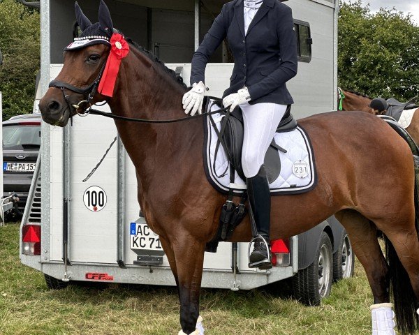 dressage horse Seventeen on Fire (Westphalian, 2016, from Blue Hors St. Schufro)