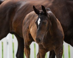 foal by La Traviata (Oldenburg, 2024, from Escamillo)