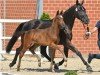 dressage horse Hengst von Dynamic Dream / De Niro (Oldenburg, 2022, from Dynamic Dream)