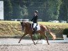 dressage horse Villazon CR (German Riding Pony, 2009, from Voyager 2)