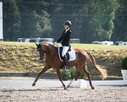 dressage horse Villazon CR (German Riding Pony, 2009, from Voyager 2)