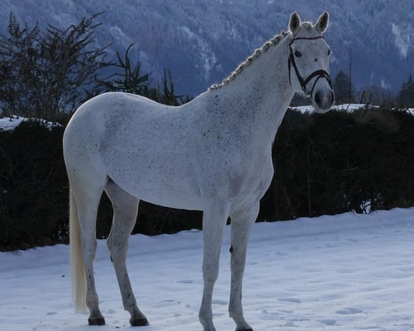 Zuchtstute Gada (Österreichisches Warmblut, 2014, von Rush-Hour)