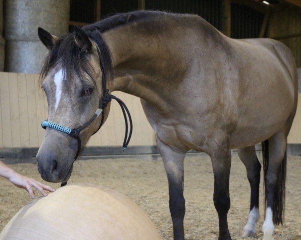 dressage horse Doppelherz S (German Riding Pony, 2018, from HET Don´t forget me)