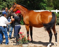 broodmare La Ina 18 (Hanoverian, 2000, from Libero H)