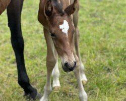 foal by Cnirps B (Westphalian, 2024, from Consantos)