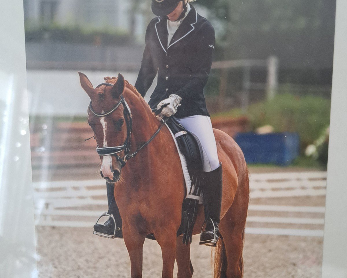 Dressurpferd Rm Code One (Deutsches Reitpony, 2019, von FS Champion de Luxe)