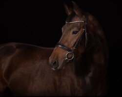 jumper Uppsala Uschi (German Sport Horse, 2017, from Uppercut DS)