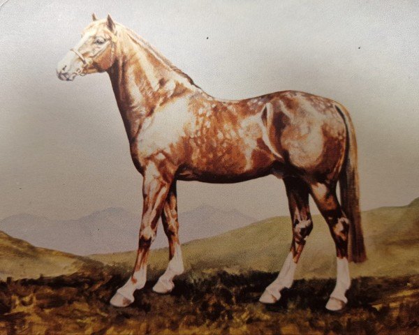 Deckhengst Baylaurel Plover (Welsh Pony (Sek.B), 1977, von Baylaurel Mark Antony)