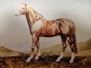 Deckhengst Baylaurel Plover (Welsh Pony (Sek.B), 1977, von Baylaurel Mark Antony)