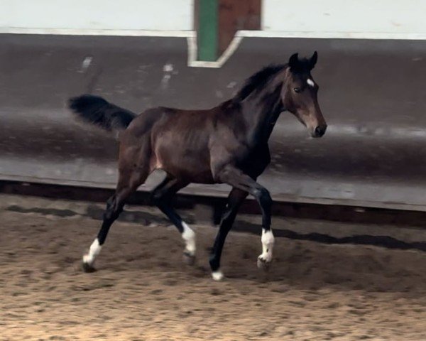 foal by Cafe's Kandara (Oldenburg, 2024, from Cafe au lait 2)