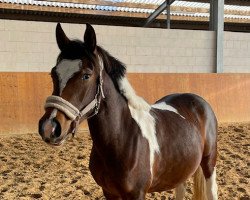 broodmare Perle (Lewitzer, 2019, from Pegasus)