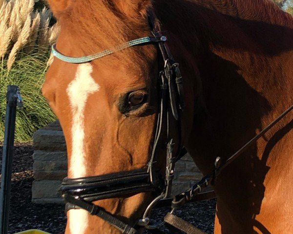 broodmare Davina (German Riding Pony, 2007, from HB Daylight)