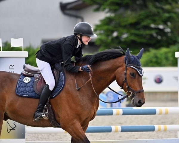 Springpferd Sir von Blonhofen (Österreichisches Warmblut, 2017, von Stationar)