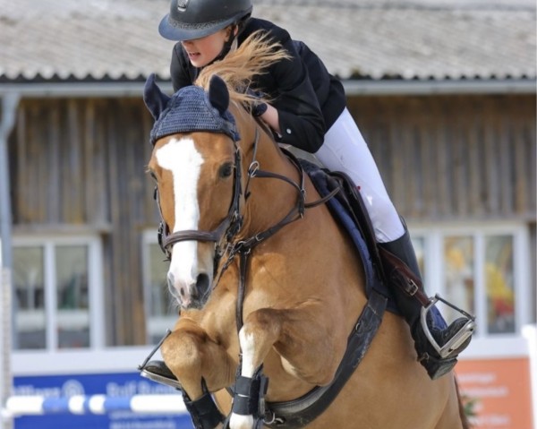 jumper Hero 98 (German Riding Pony, 2010, from Hot Cream 3)